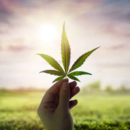 Hand holding a cannabis leaf